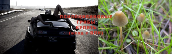 прущие грибы Зеленокумск
